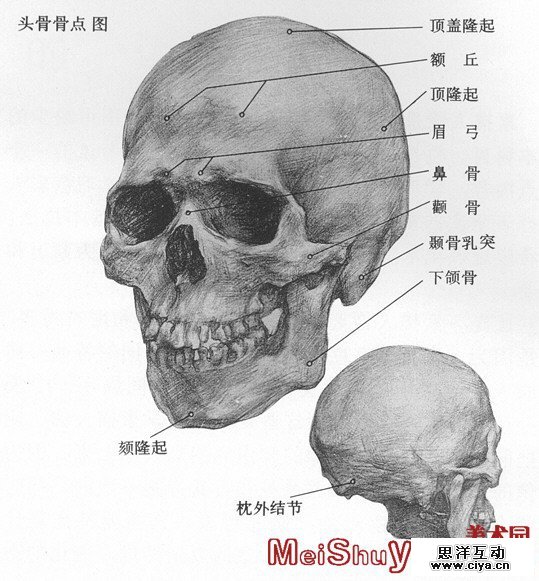 非科班同学有福啦！手把手教你从零基础开始学素描！
