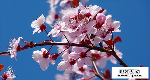 免费高清！10个无版权限制的大图特供网站