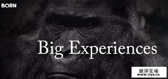 BORN Best Web Design