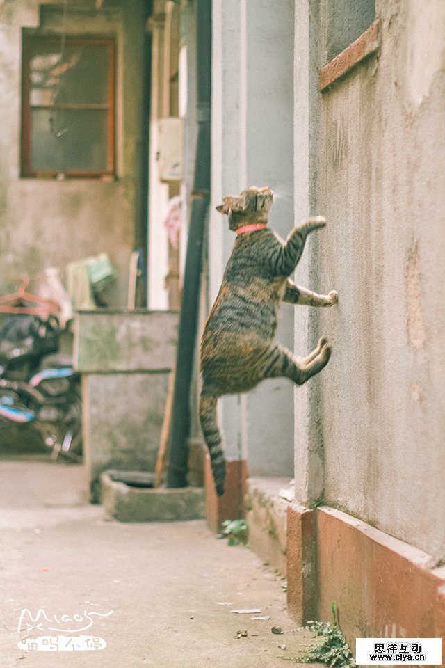 查看《飞檐走壁，喵者无敌！》原图，原图尺寸：640x960