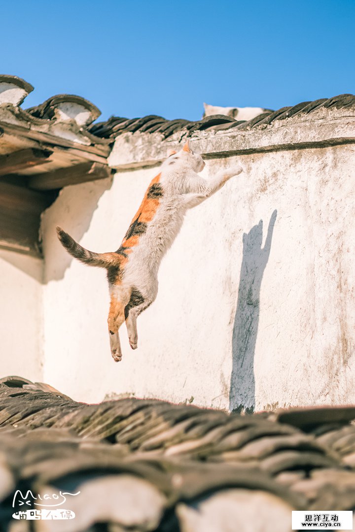 查看《飞檐走壁，喵者无敌！》原图，原图尺寸：720x1080