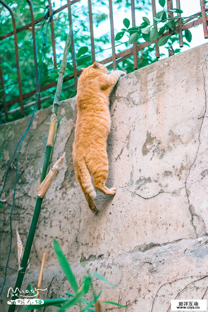 查看《飞檐走壁，喵者无敌！》原图，原图尺寸：720x1080