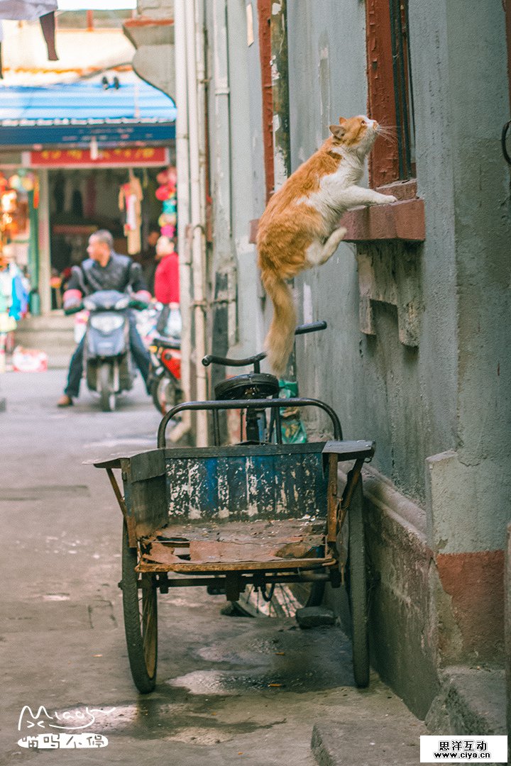 查看《飞檐走壁，喵者无敌！》原图，原图尺寸：720x1080