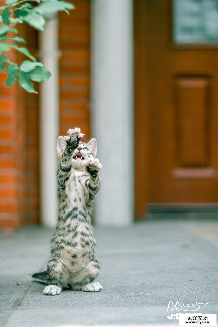 查看《要成精了，这些站起来的喵星人！》原图，原图尺寸：720x1080