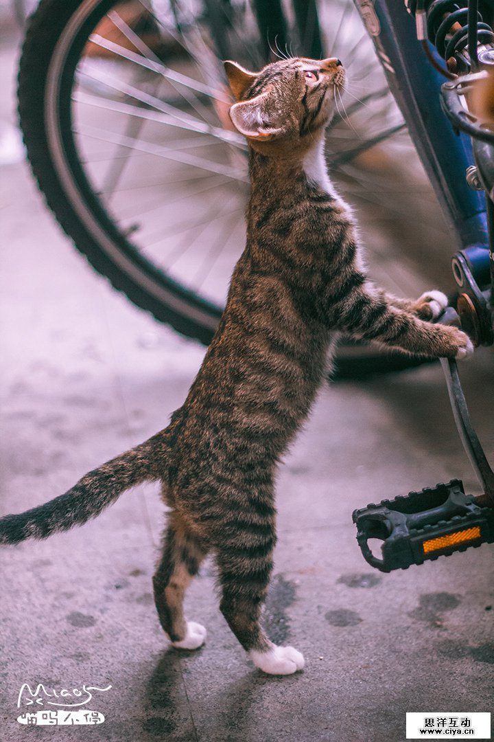 查看《要成精了，这些站起来的喵星人！》原图，原图尺寸：720x1080