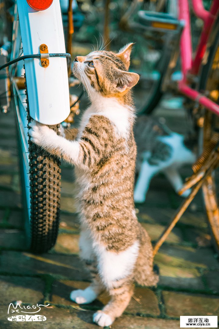 查看《要成精了，这些站起来的喵星人！》原图，原图尺寸：720x1080