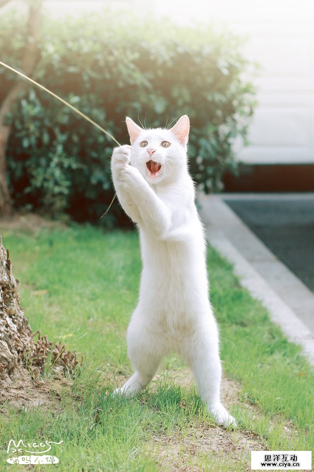 查看《要成精了，这些站起来的喵星人！》原图，原图尺寸：640x960